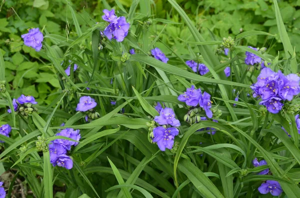 Tradescantia Nahaufnahme Wald Lila Dreiblättrige Blüten Der Krautigen Staude Spinnkraut — Stockfoto