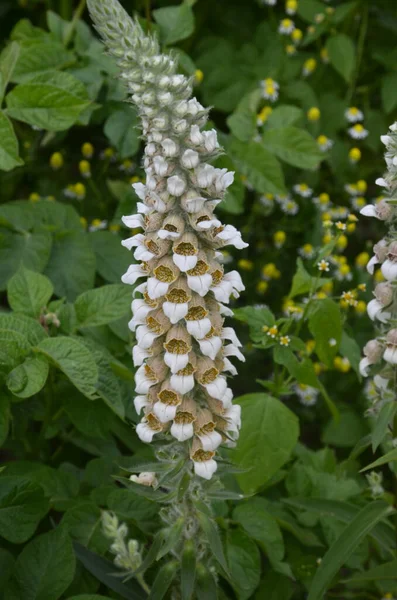 Digitalis Lanata Wollige Vingerhoedskruid Bloem Plant Close Natuurlijke Achtergrond — Stockfoto