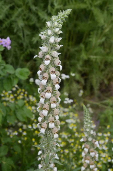 Digitalis Lanata Woolly Foxglove Flower Plant Closeup Natural Background — ストック写真