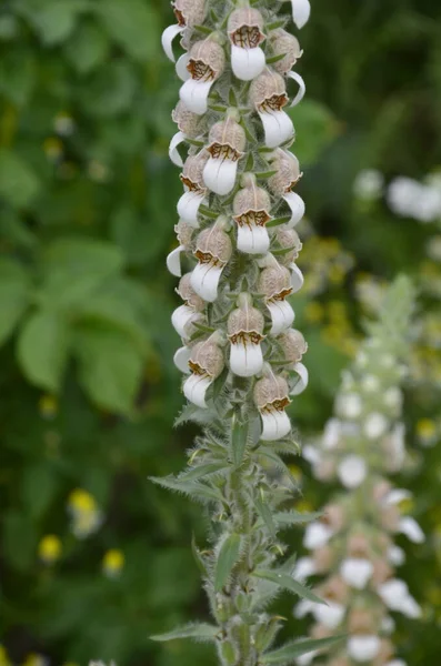 Digitalis Lanata Wooly Foxglove Flower Plant Closeup Natural Background — Stock Photo, Image