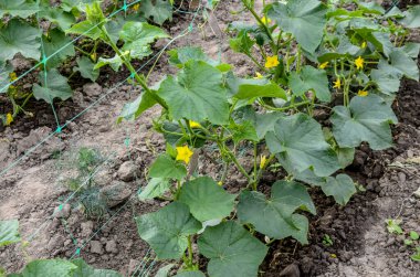 Sera salatalığının büyümesi ve çiçek açması. Çardaktaki çalı salatalıkları. Salatalıklar dikey ekiliyor. Organik gıda yetiştiriyor. Salatalık hasadı. Yatakta salatalık yetişir..