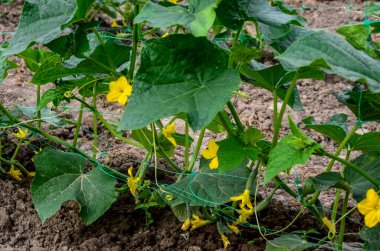 Sera salatalığının büyümesi ve çiçek açması. Çardaktaki çalı salatalıkları. Salatalıklar dikey ekiliyor. Organik gıda yetiştiriyor. Salatalık hasadı. Yatakta salatalık yetişir..
