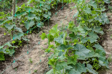 Sera salatalığının büyümesi ve çiçek açması. Çardaktaki çalı salatalıkları. Salatalıklar dikey ekiliyor. Organik gıda yetiştiriyor. Salatalık hasadı. Yatakta salatalık yetişir..