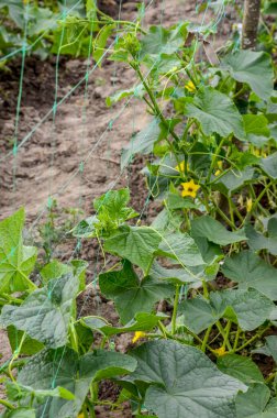 Sera salatalığının büyümesi ve çiçek açması. Çardaktaki çalı salatalıkları. Salatalıklar dikey ekiliyor. Organik gıda yetiştiriyor. Salatalık hasadı. Yatakta salatalık yetişir..