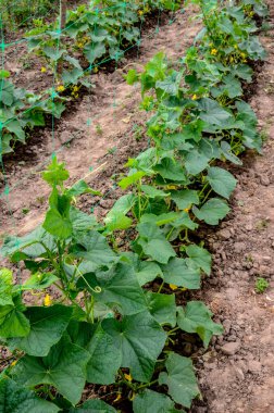 Sera salatalığının büyümesi ve çiçek açması. Çardaktaki çalı salatalıkları. Salatalıklar dikey ekiliyor. Organik gıda yetiştiriyor. Salatalık hasadı. Yatakta salatalık yetişir..