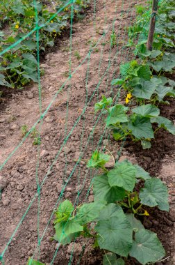 Sera salatalığının büyümesi ve çiçek açması. Çardaktaki çalı salatalıkları. Salatalıklar dikey ekiliyor. Organik gıda yetiştiriyor. Salatalık hasadı. Yatakta salatalık yetişir..