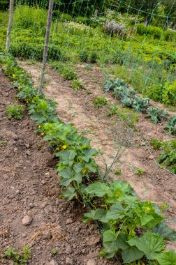 Sera salatalığının büyümesi ve çiçek açması. Çardaktaki çalı salatalıkları. Salatalıklar dikey ekiliyor. Organik gıda yetiştiriyor. Salatalık hasadı. Yatakta salatalık yetişir..