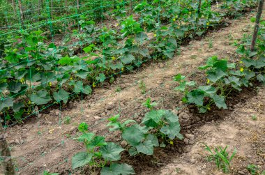 Sera salatalığının büyümesi ve çiçek açması. Çardaktaki çalı salatalıkları. Salatalıklar dikey ekiliyor. Organik gıda yetiştiriyor. Salatalık hasadı. Yatakta salatalık yetişir..