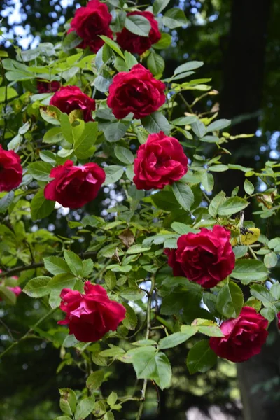 Kwitnące Czerwone Róże Ogrodzie Rose Parku — Zdjęcie stockowe