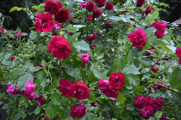 Floraison Roses Rouges Dans Jardin Rose Dans Parc — Photo