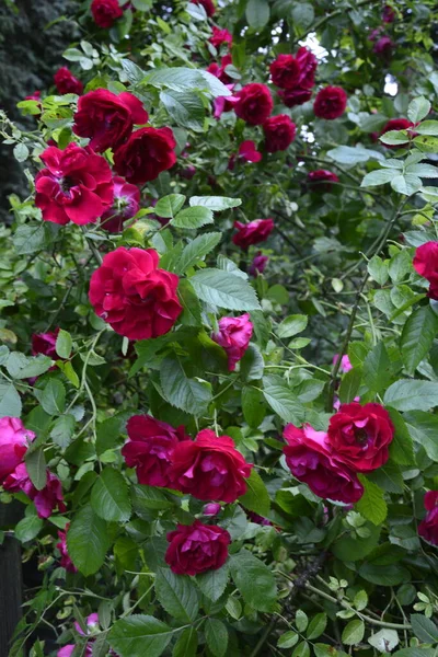 Ανθισμένα Κόκκινα Τριαντάφυλλα Στον Κήπο Τριαντάφυλλο Στο Πάρκο — Φωτογραφία Αρχείου