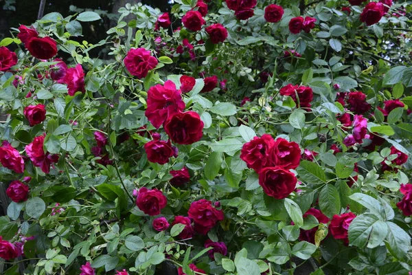 Цветущие Красные Розы Саду — стоковое фото