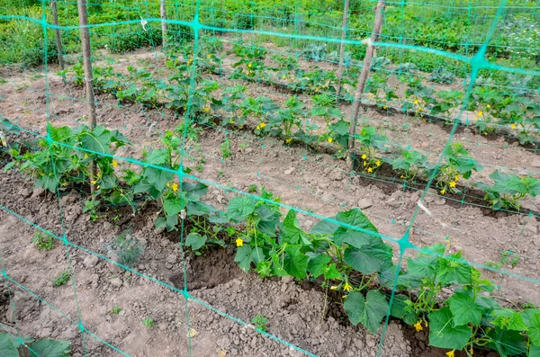 Growth Blooming Greenhouse Cucumbers Bush Cucumbers Trellis Cucumbers Vertical Planting — Foto de Stock