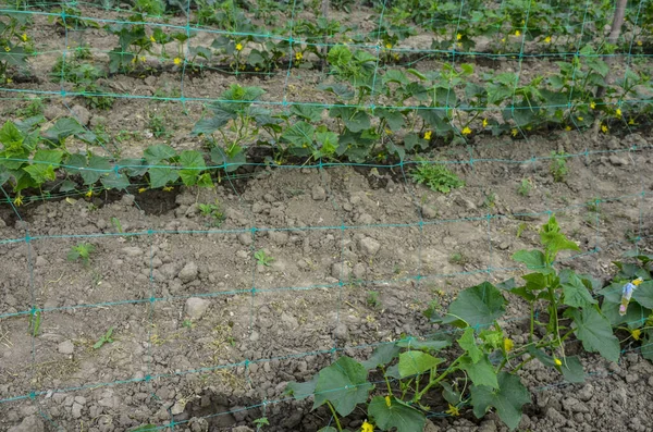 Зростання Цвітіння Огірків Огірки Куща Шпалері Огірки Вертикальні Посадки Вирощування — стокове фото