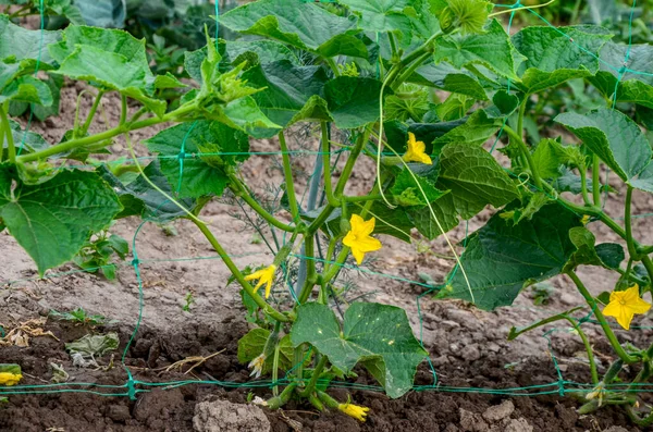 Growth Blooming Greenhouse Cucumbers Bush Cucumbers Trellis Cucumbers Vertical Planting — Foto de Stock