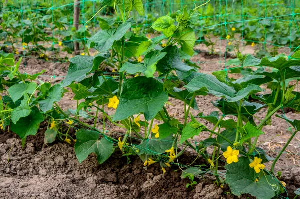 Sera salatalığının büyümesi ve çiçek açması. Çardaktaki çalı salatalıkları. Salatalıklar dikey ekiliyor. Organik gıda yetiştiriyor. Salatalık hasadı. Yatakta salatalık yetişir..