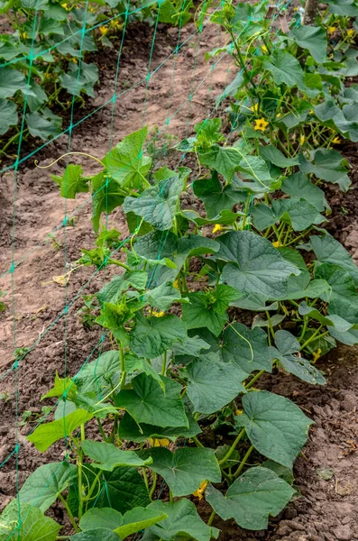Sera salatalığının büyümesi ve çiçek açması. Çardaktaki çalı salatalıkları. Salatalıklar dikey ekiliyor. Organik gıda yetiştiriyor. Salatalık hasadı. Yatakta salatalık yetişir..