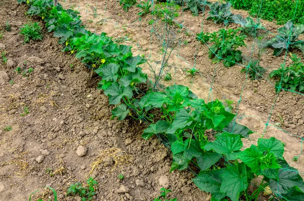 Growth Blooming Greenhouse Cucumbers Bush Cucumbers Trellis Cucumbers Vertical Planting — Foto de Stock