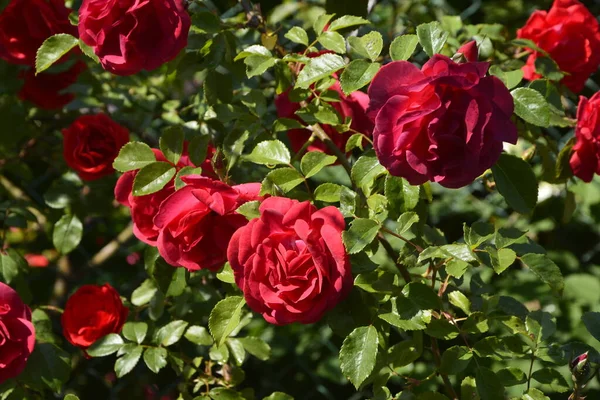 Rose Rosse Fiore Nel Giardino Rose Nel Parco — Foto Stock