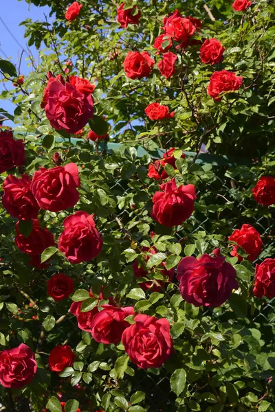 Bloeiende Rode Rozen Tuin Roos Het Park — Stockfoto