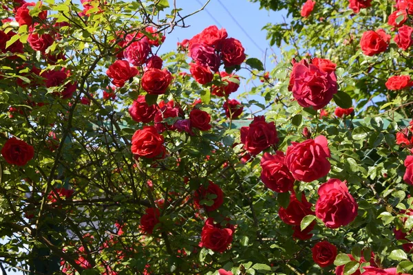 Kvetoucí Rudé Růže Zahradě Rose Parku — Stock fotografie