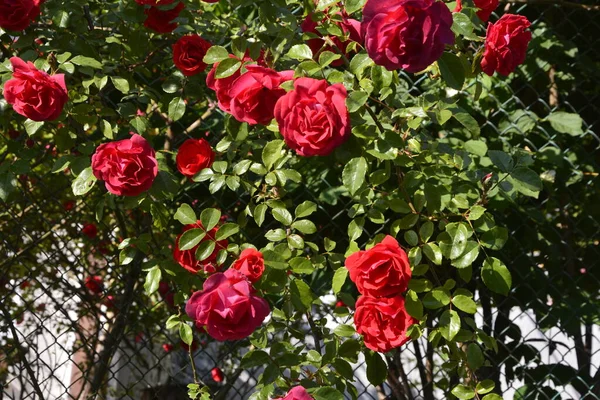 Virágzó Vörös Rózsák Kertben Rózsa Parkban — Stock Fotó