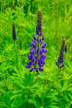 Pembe mor ve mavi çiçekli Lupinus tarlası. Lupin tarlası. Çayırda mor ve pembe lupin. Lupine değerli yem ve süs bitkisi..