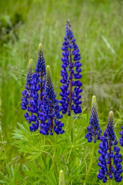 Pembe mor ve mavi çiçekli Lupinus tarlası. Lupin tarlası. Çayırda mor ve pembe lupin. Lupine değerli yem ve süs bitkisi..