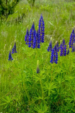 Pembe mor ve mavi çiçekli Lupinus tarlası. Lupin tarlası. Çayırda mor ve pembe lupin. Lupine değerli yem ve süs bitkisi..