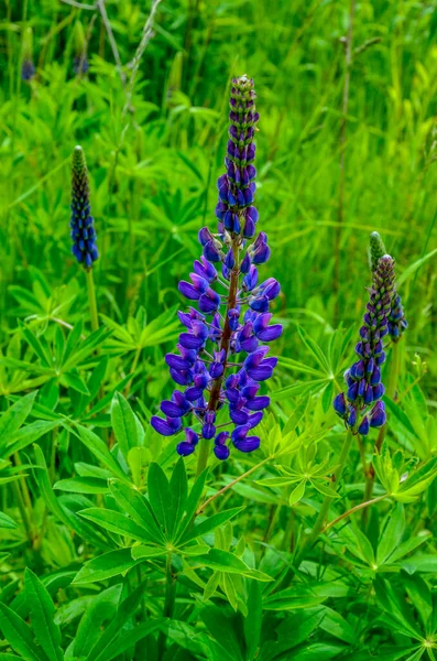 Pole Lupinus Różowymi Fioletowymi Niebieskimi Kwiatami Pole Łubinu Fioletowy Różowy — Zdjęcie stockowe