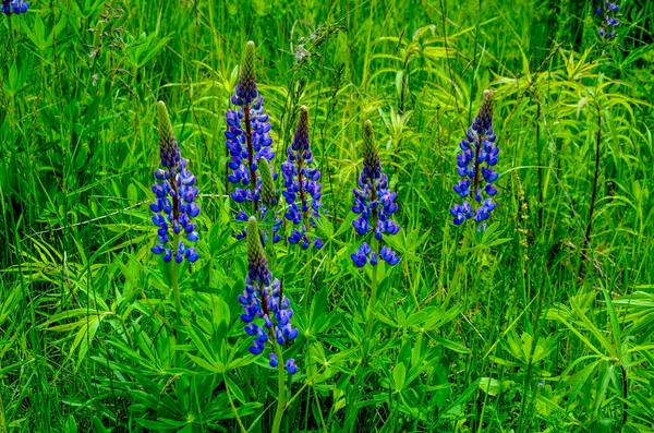 紫と青の花とルピナスのフィールド ルピナスの畑だ 牧草地でバイオレットとピンクのルパン ルパン貴重な飼料と観賞用植物 — ストック写真