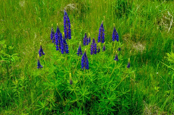 Lupinus Field Pink Purple Blue Flowers Field Lupines Violet Pink — Stock Photo, Image