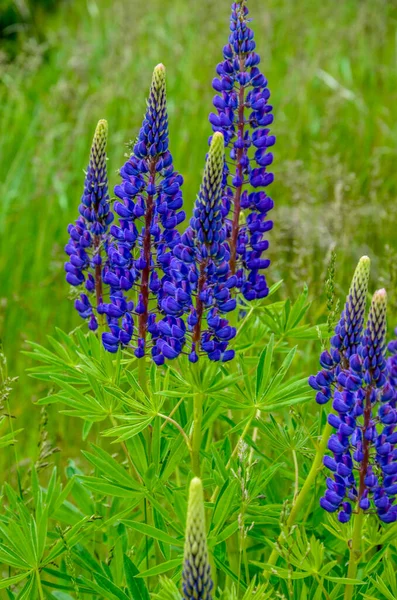 Pembe Mor Mavi Çiçekli Lupinus Tarlası Lupin Tarlası Çayırda Mor — Stok fotoğraf