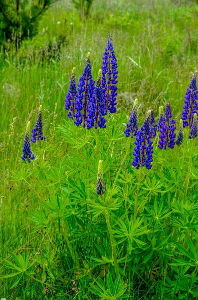 Pembe Mor Mavi Çiçekli Lupinus Tarlası Lupin Tarlası Çayırda Mor — Stok fotoğraf