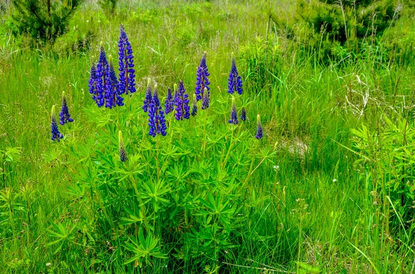 Pole Lupinus Różowymi Fioletowymi Niebieskimi Kwiatami Pole Łubinu Fioletowy Różowy — Zdjęcie stockowe