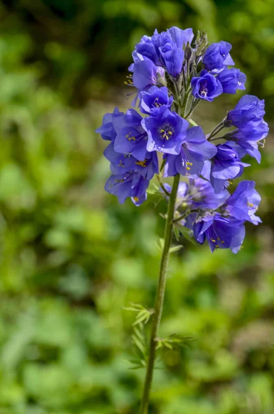 Close Blue Flowers Polemonium Plant Also Known Jacob Ladder Greek — Stock Photo, Image