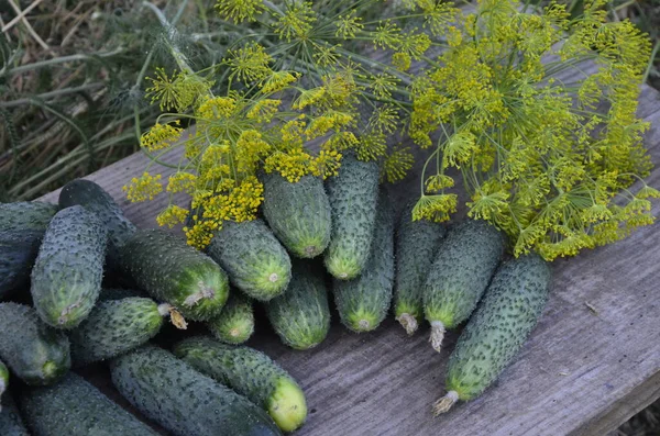 Vegetables Spices Table Canning Fresh Cucumbers Wooden Table — 图库照片