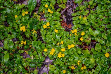 Moneywort, Lysimachia nummularia, Goldilocks plants and yellow flowers lie on sundstone.Monetized verbena (Lysimachia nummularia). Yellow small flowers on a background of small rounded leaves.