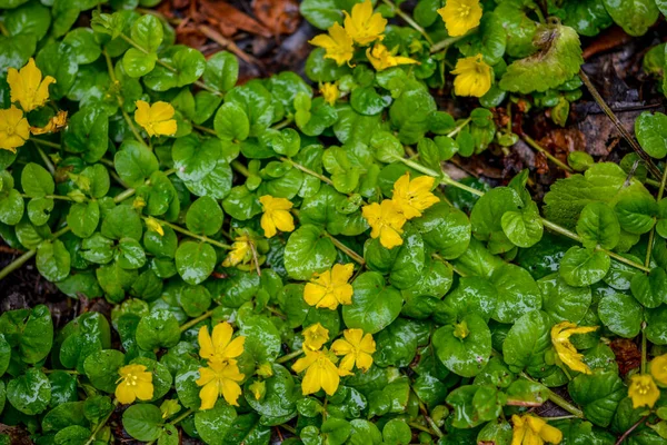 Φυτά Moneywort Lysimachia Nummularia Goldilocks Και Κίτρινα Άνθη Βρίσκονται Πάνω — Φωτογραφία Αρχείου