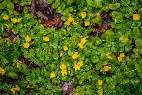 Moneywort Lysimachia Nummularia Goldilocks Plants Yellow Flowers Lie Sundstone Monetized — ストック写真