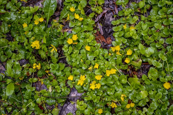 Φυτά Moneywort Lysimachia Nummularia Goldilocks Και Κίτρινα Άνθη Βρίσκονται Πάνω — Φωτογραφία Αρχείου