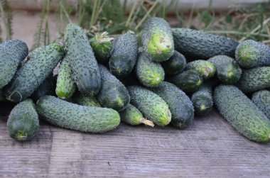 Fresh green cucumbers on a wooden table close up, with copy space.Ugly organic twisted cucumbers on wooden table