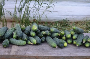 Fresh green cucumbers on a wooden table close up, with copy space.Ugly organic twisted cucumbers on wooden table