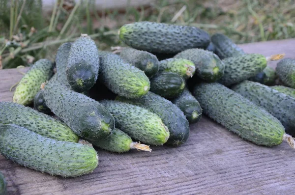 Frische Grüne Gurken Auf Einem Holztisch Großaufnahme Mit Kopierraum Hässlich — Stockfoto