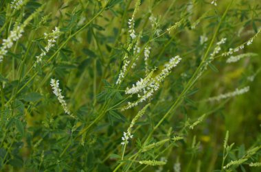 Tıbbi bitki: beyaz tatlı yonca. Melilotus Albus 'a yakın, ayrıca bal yoncası olarak da bilinir, tatlı yonca, ya da beyaz melilot, yaz mevsiminde açan.