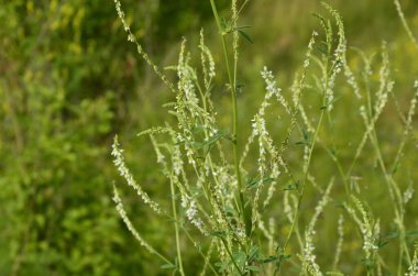 Tıbbi bitki: beyaz tatlı yonca. Melilotus Albus 'a yakın, ayrıca bal yoncası olarak da bilinir, tatlı yonca, ya da beyaz melilot, yaz mevsiminde açan.