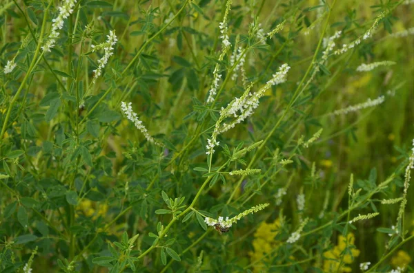 Heilpflanze Weißklee Nahaufnahme Von Melilotus Albus Auch Bekannt Als Honigklee — Stockfoto