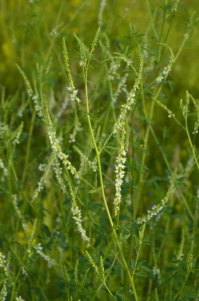 Heilpflanze Weißklee Nahaufnahme Von Melilotus Albus Auch Bekannt Als Honigklee — Stockfoto