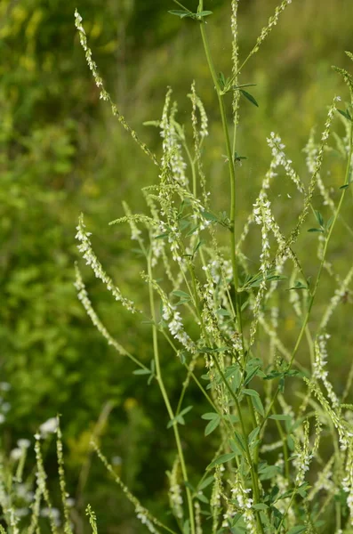 Plantă Medicinală Trifoi Dulci Albi Închideți Albusul Melilotus Cunoscut Sub — Fotografie, imagine de stoc