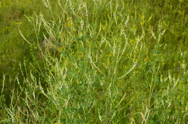 薬用植物 白い甘いクローバー夏の季節に咲く 蜂蜜のクローバー 甘いクローバー または白いメロパイロットとしても知られているメリロータスアルバスのクローズアップ — ストック写真